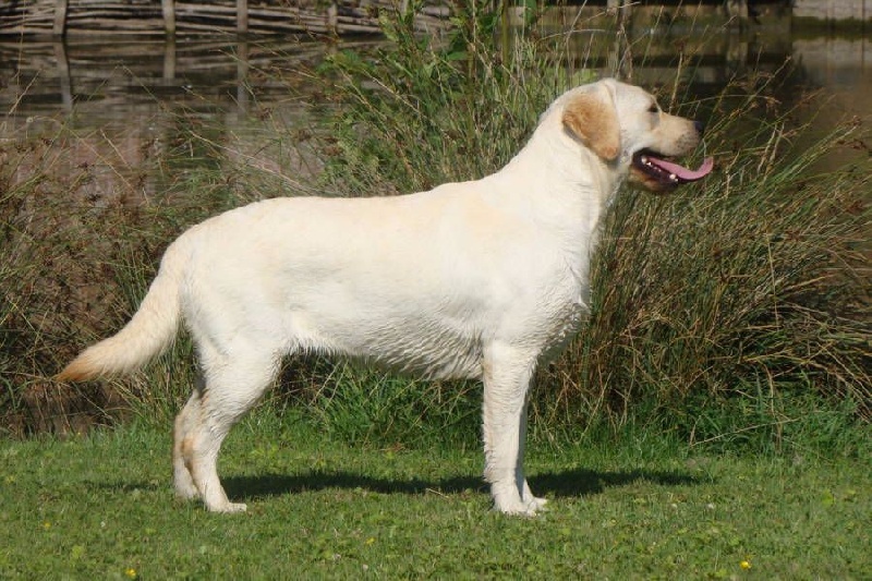 Jersey De la Plume Du Pévéle.