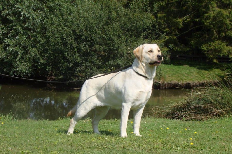 Jersey De la Plume Du Pévéle.