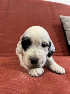 De la Plume Du Pévéle. - Chiot disponible  - Setter Anglais