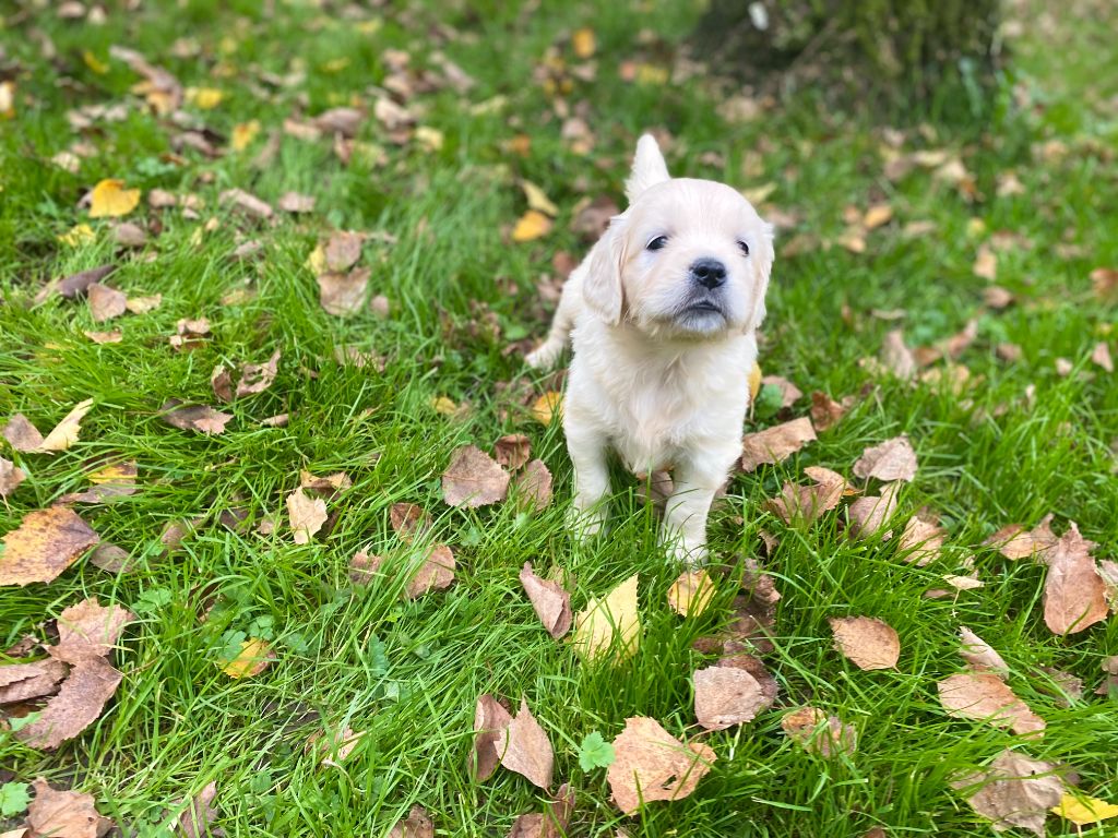 De la Plume Du Pévéle. - Chiot disponible  - Golden Retriever