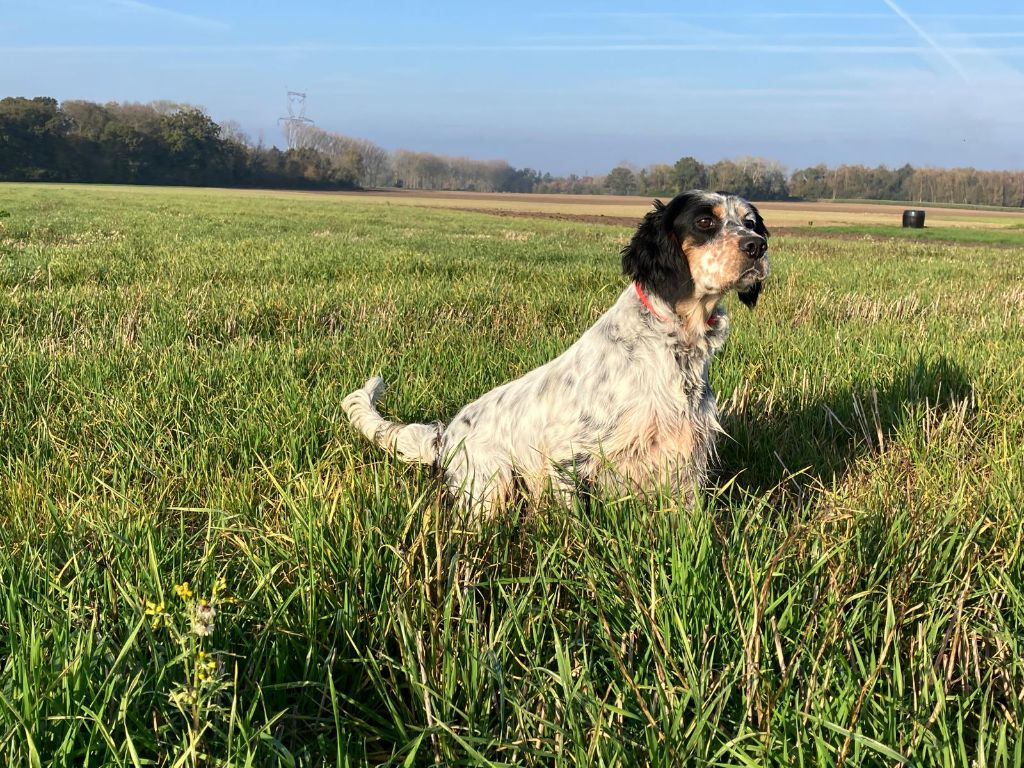 De la Plume Du Pévéle. - Chiot disponible  - Setter Anglais