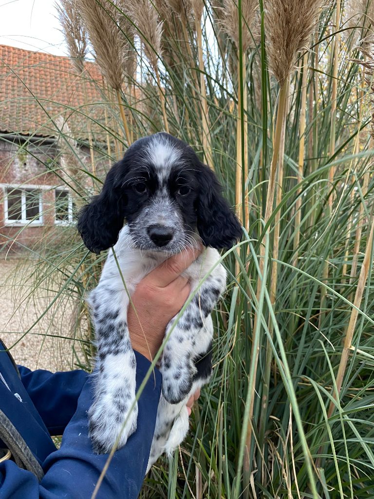 De la Plume Du Pévéle. - Chiot disponible  - Setter Anglais