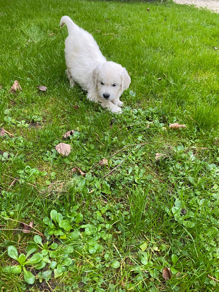 De la Plume Du Pévéle. - Chiot disponible  - Golden Retriever