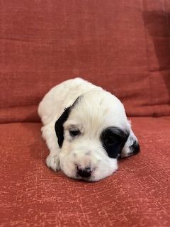 De la Plume Du Pévéle. - Chiot disponible  - Setter Anglais