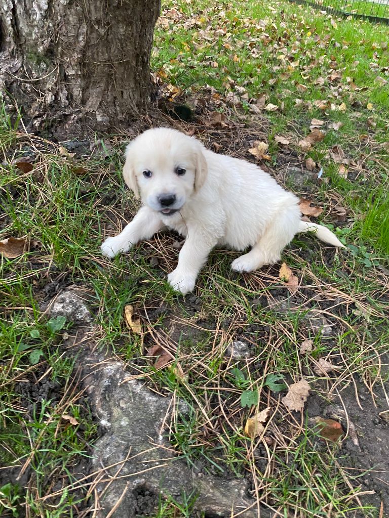 De la Plume Du Pévéle. - Chiot disponible  - Golden Retriever