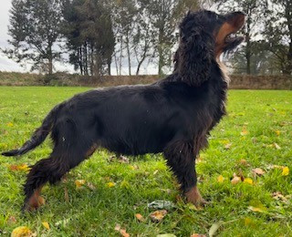 Violette De la Plume Du Pévéle.