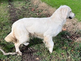 Tendance De la Plume Du Pévéle.