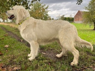 Tenessee De la Plume Du Pévéle.