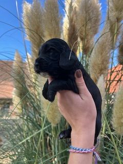 De la Plume Du Pévéle. - Cocker Spaniel Anglais - Portée née le 08/09/2025