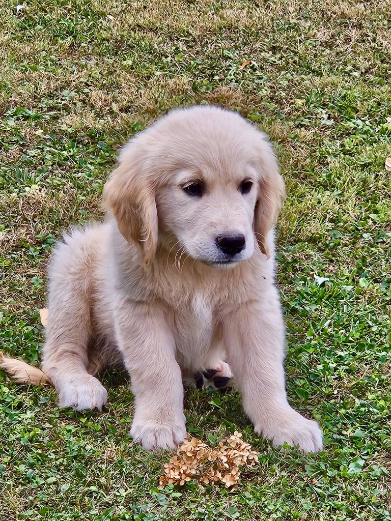 De la Plume Du Pévéle. - Chiots disponibles - Golden Retriever