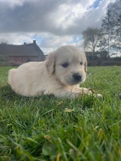 De la Plume Du Pévéle. - Chiots disponibles - Golden Retriever