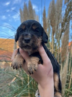 De la Plume Du Pévéle. - Chiots disponibles - Cocker Spaniel Anglais