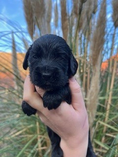 De la Plume Du Pévéle. - Chiots disponibles - Cocker Spaniel Anglais