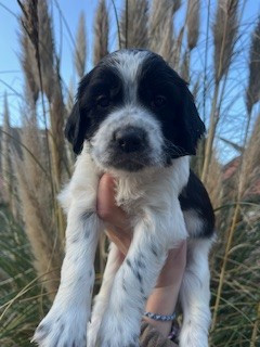 De la Plume Du Pévéle. - Chiots disponibles - Setter Anglais