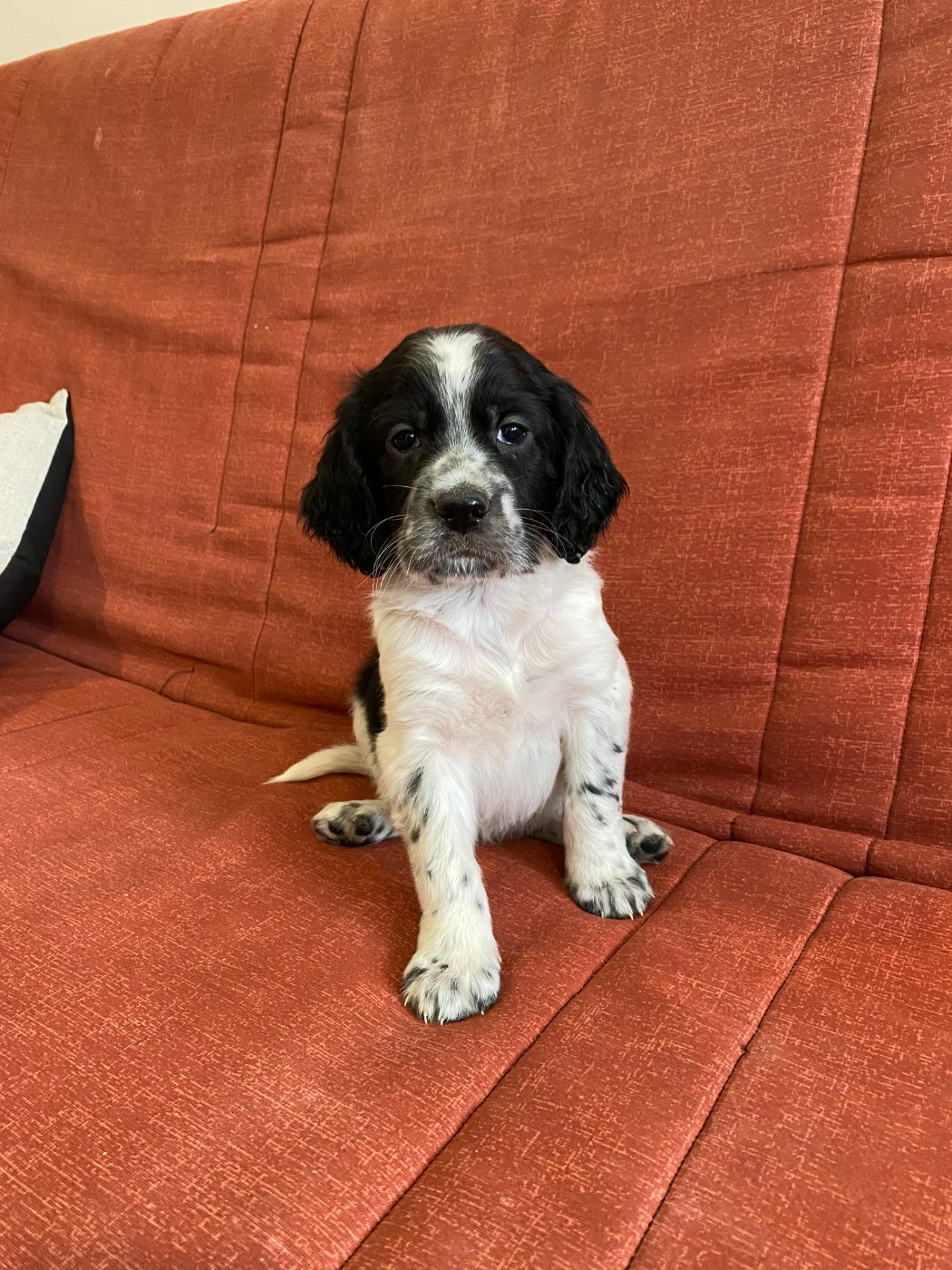 De la Plume Du Pévéle. - Chiots disponibles - Setter Anglais