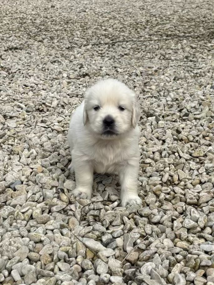 De la Plume Du Pévéle. - Chiots disponibles - Golden Retriever