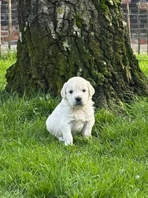 De la Plume Du Pévéle. - Chiots disponibles - Golden Retriever