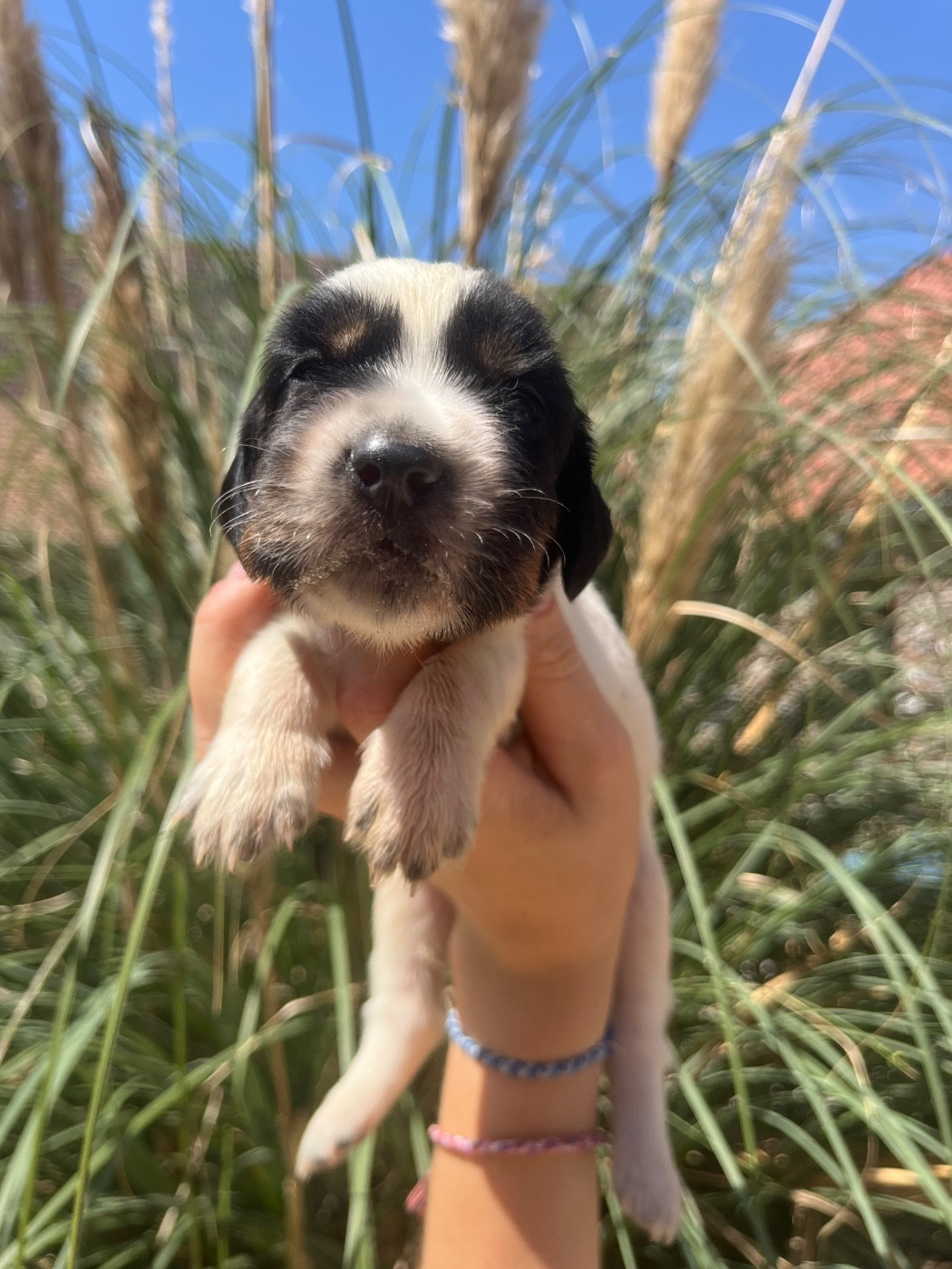 De la Plume Du Pévéle. - Chiots disponibles - Setter Anglais