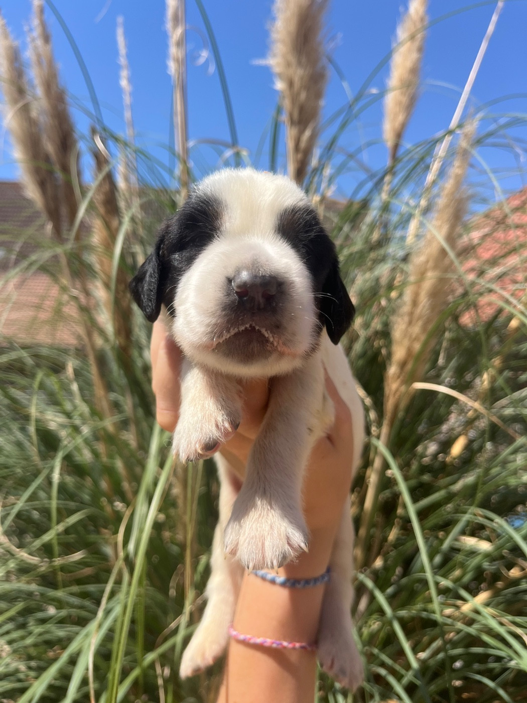 De la Plume Du Pévéle. - Chiots disponibles - Setter Anglais