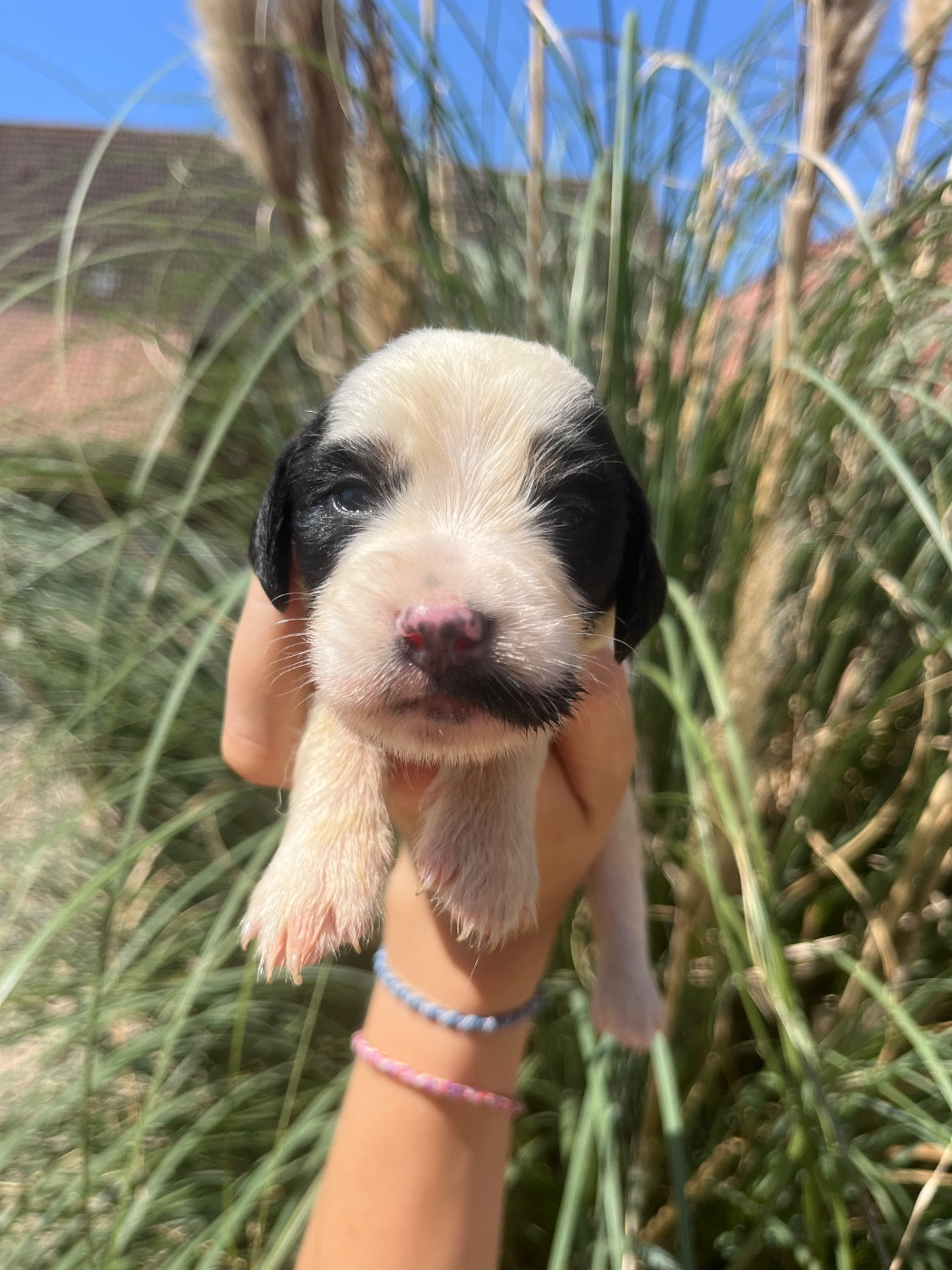 De la Plume Du Pévéle. - Chiots disponibles - Setter Anglais