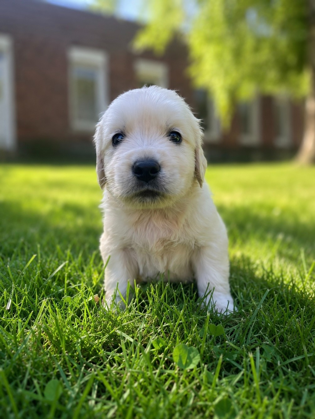 De la Plume Du Pévéle. - Chiots disponibles - Golden Retriever
