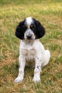 De la Plume Du Pévéle. - Chiots disponibles - Setter Anglais