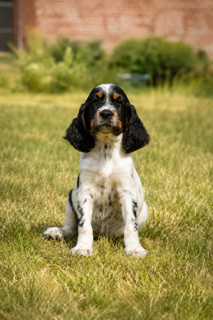 De la Plume Du Pévéle. - Chiots disponibles - Setter Anglais