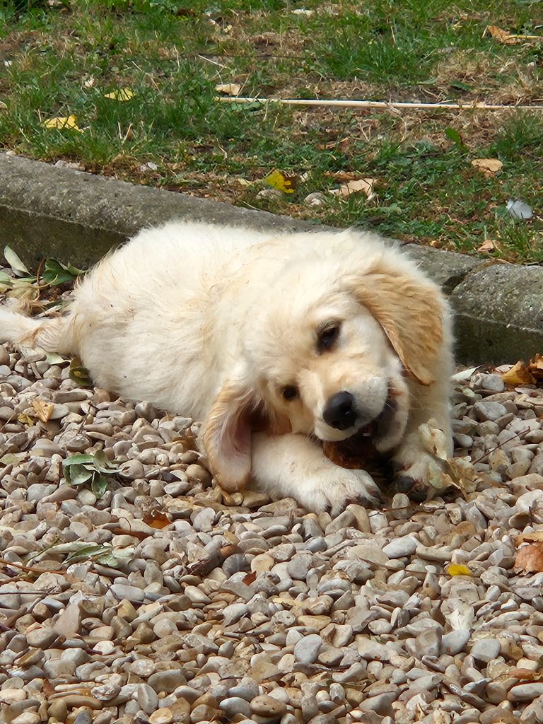 De la Plume Du Pévéle. - Chiots disponibles - Golden Retriever