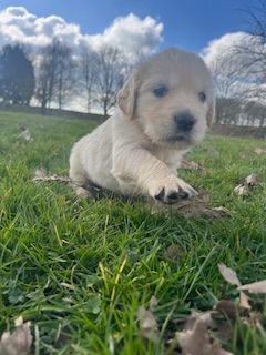 De la Plume Du Pévéle. - Chiots disponibles - Golden Retriever