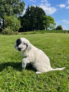De la Plume Du Pévéle. - Chiots disponibles - Setter Anglais