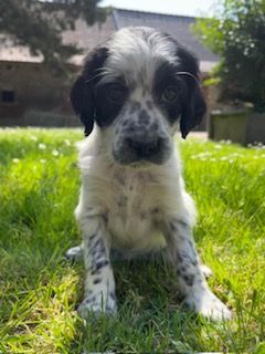 De la Plume Du Pévéle. - Chiots disponibles - Setter Anglais
