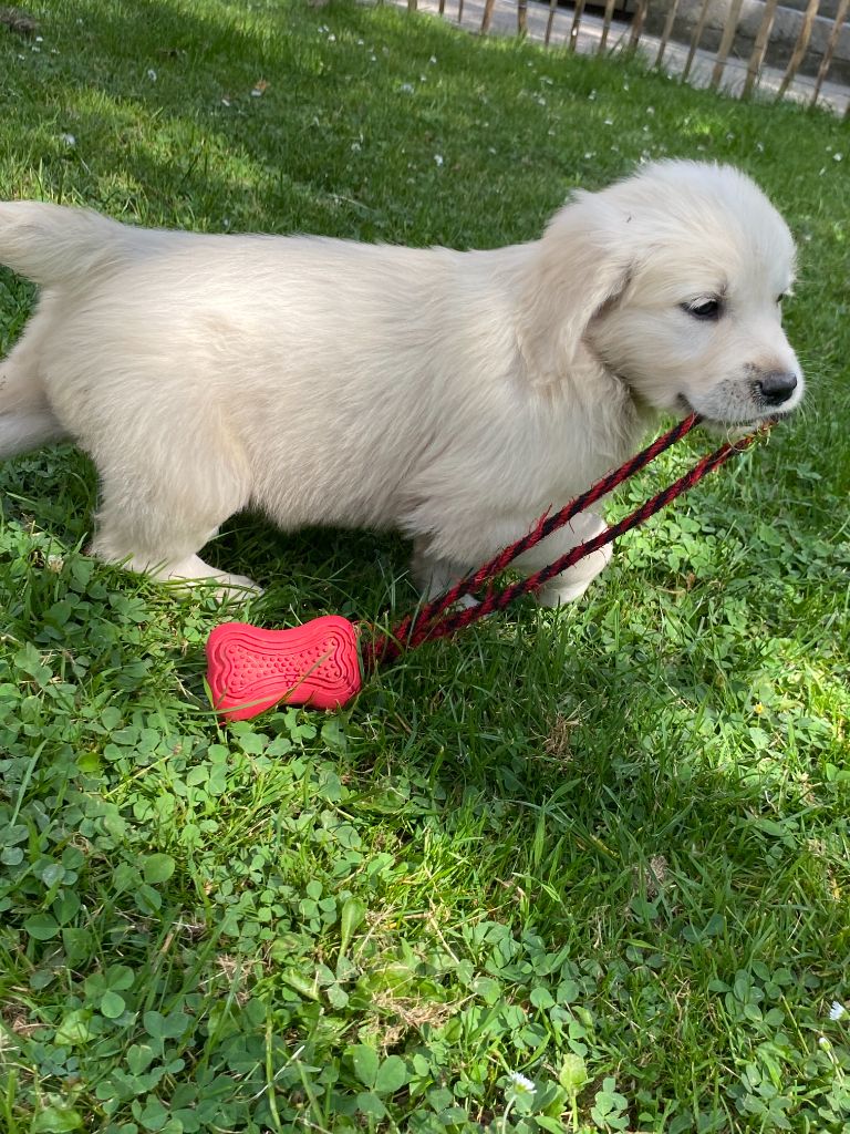 De la Plume Du Pévéle. - Chiots disponibles - Golden Retriever