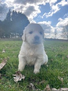 De la Plume Du Pévéle. - Chiots disponibles - Golden Retriever