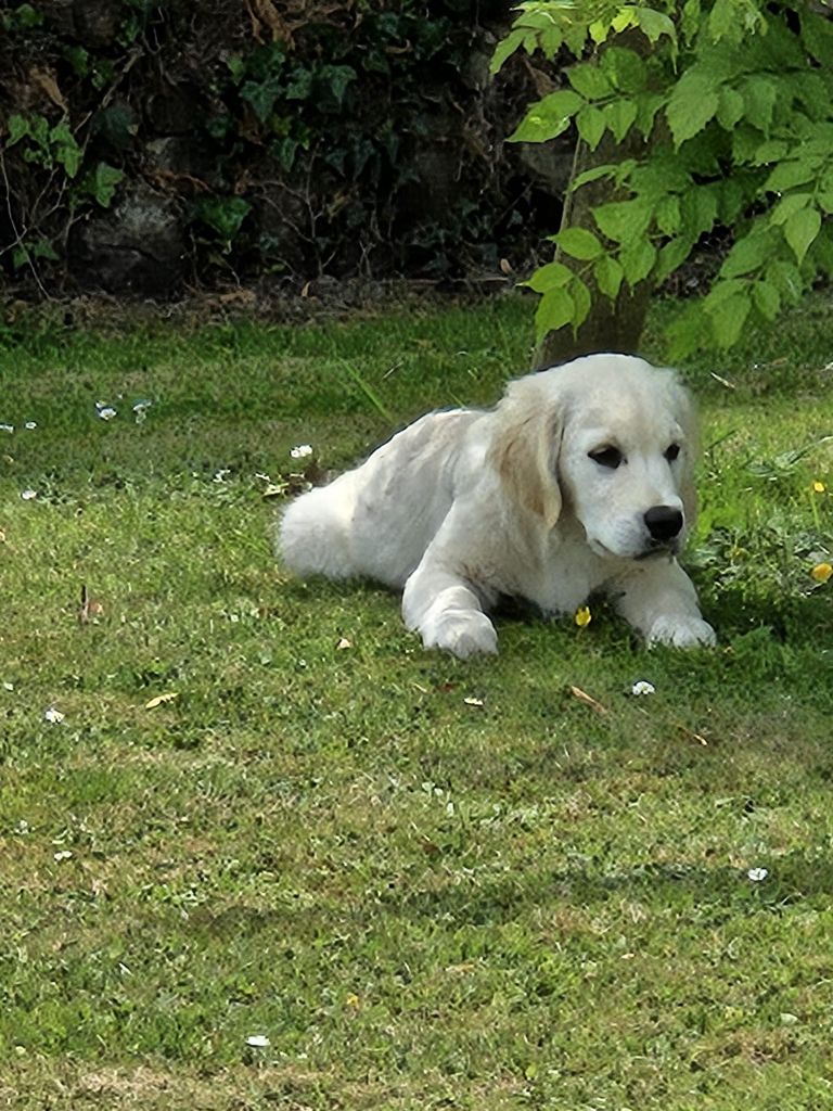 De la Plume Du Pévéle. - Chiots disponibles - Golden Retriever