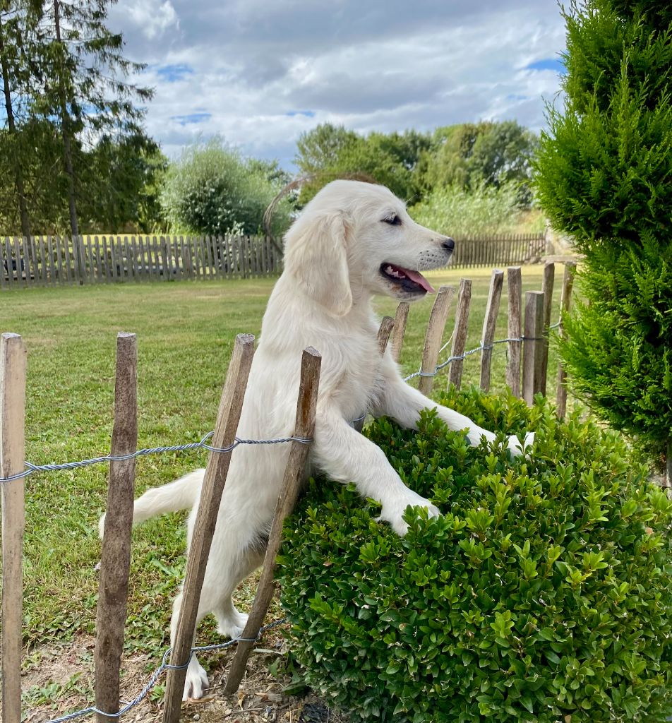 De la Plume Du Pévéle. - Chiots disponibles - Golden Retriever