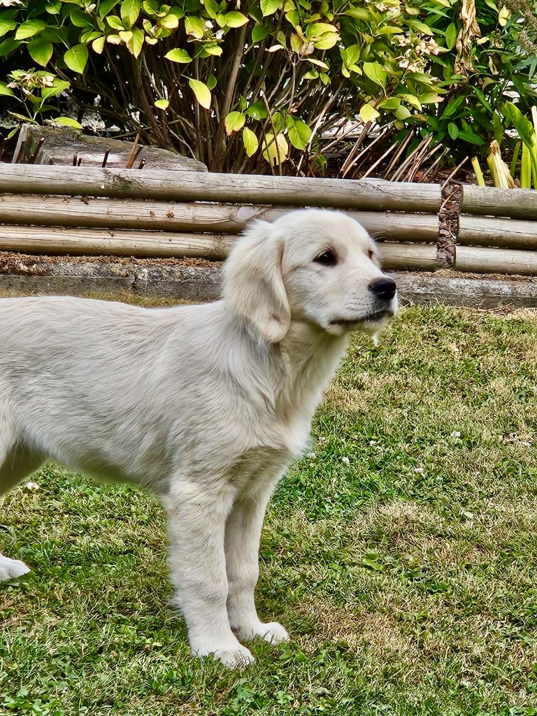 De la Plume Du Pévéle. - Chiots disponibles - Golden Retriever