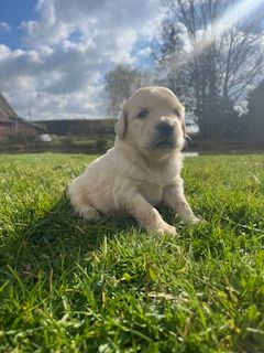 De la Plume Du Pévéle. - Chiots disponibles - Golden Retriever