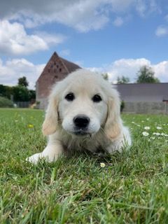 De la Plume Du Pévéle. - Chiots disponibles - Golden Retriever