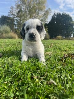 De la Plume Du Pévéle. - Chiots disponibles - Setter Anglais