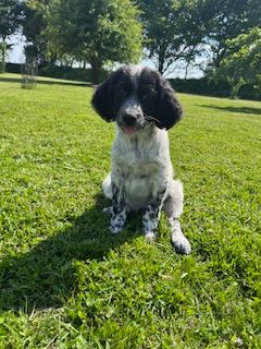 De la Plume Du Pévéle. - Chiots disponibles - Setter Anglais