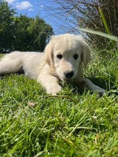 De la Plume Du Pévéle. - Chiots disponibles - Golden Retriever