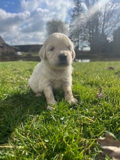 De la Plume Du Pévéle. - Chiots disponibles - Golden Retriever