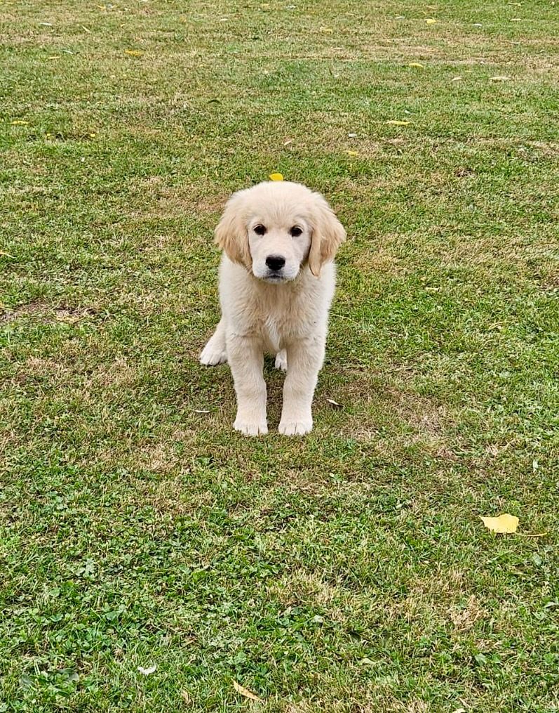 De la Plume Du Pévéle. - Chiots disponibles - Golden Retriever