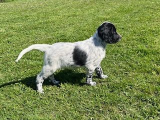 De la Plume Du Pévéle. - Chiots disponibles - Setter Anglais