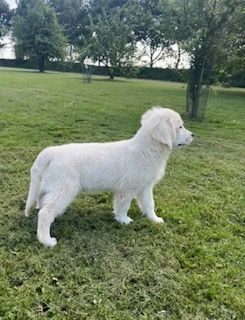 De la Plume Du Pévéle. - Chiots disponibles - Golden Retriever