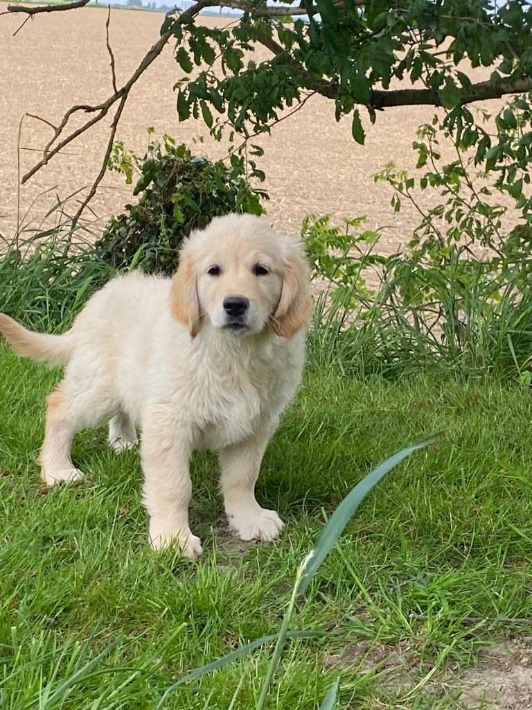 De la Plume Du Pévéle. - Chiots disponibles - Golden Retriever