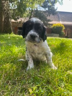 De la Plume Du Pévéle. - Chiots disponibles - Setter Anglais